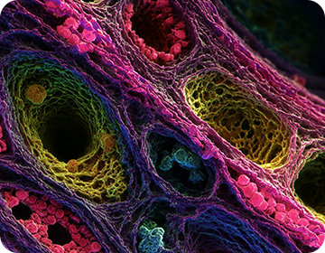 상피분자병리학연구실-bg